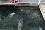 resIMG_20170709_153414_8121.JPG